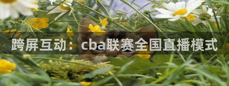 飞球直播nba：跨屏互动：cba联赛全国直播模式